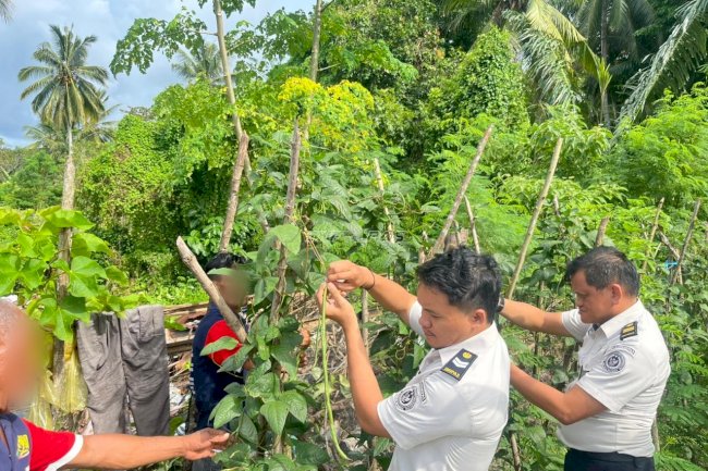 Kian Produktif, Lapas Wahai Catat Panen Kedua 15 Kg Kacang Panjang