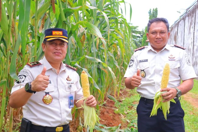 Panen Jagung SAE Rutan Pelaihari, Kanwil Ditjenpas Kalsel Perkuat Pembinaan Kemandirian Warga Binaan