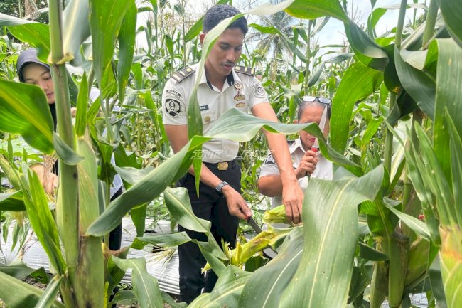 Panen Jagung Tahap Ketiga, Bukti Konsistensi Pembinaan Kemandirian Warga Binaan Lapas Wahai