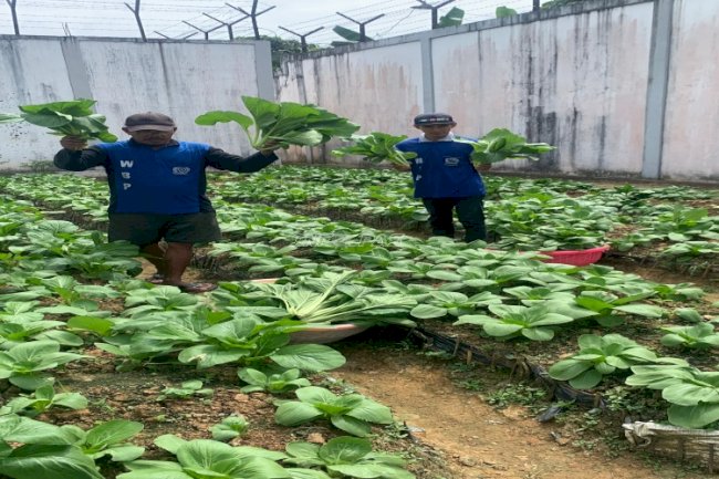 Lapas Tanjung Sukses Panen 20 Kg Kembang Kol Hasil Pembinaan Warga Binaan