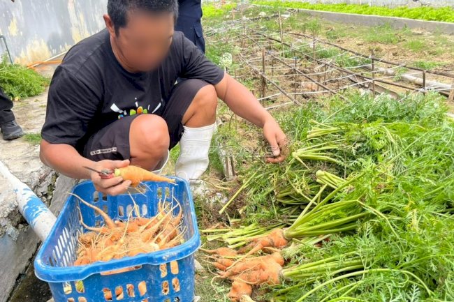 Panen 5 Kg Wortel, Rutan Majene Perkuat Kemandirian Warga Binaan
