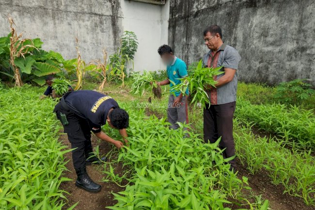 Perkuat Gizi Dapur, Lapas Tual Panen Kangkung Hasil Budidaya Mandiri Warga Binaan