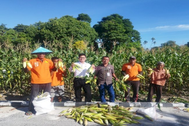 Petik Hasil Pembinaan, Lapas Namlea Panen Jagung Ketan