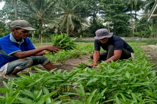 Warga Binaan Lapas Palu Kembali Panen Puluhan Kg Sayuran di SAE Desa Langaleso