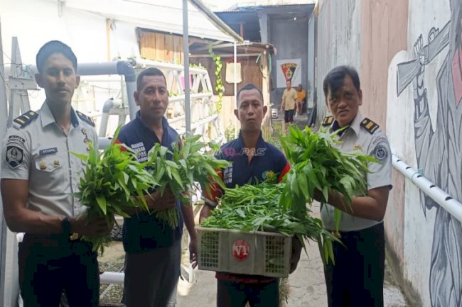 Wujud Kemandirian Pangan, Warga Binaan Lapas Wahai Kembali Panen Sayuran Hidroponik