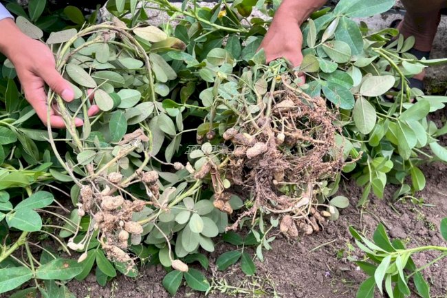 Panen 4 Kg Kacang Tanah, Lapas Banjarmasin Perkuat Pembinaan Kemandirian