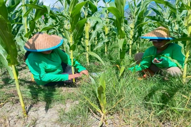 Lapas Perempuan Palu Perkuat Ketahanan Pangan lewat Budidaya Jagung dan Kacang Panjang