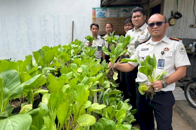 Panen Sawi dan Kangkung, Rutan Rantau Wujudkan Ketahanan Pangan