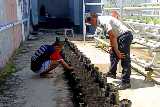 Sukses Kemandirian Pangan, Warga Binaan Lapas Wahai Kembali Budidaya Tomat Varietas Unggul