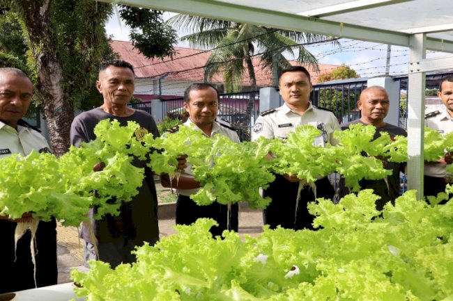 Panen Selada Hidroponik di Lapas Ambon, Wujudkan Kemandirian Pangan
