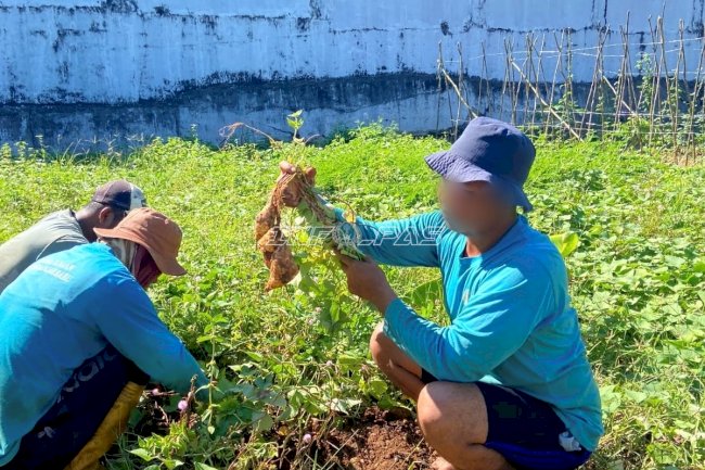 Panen 76 Kilogram Ubi Jalar, Lapas Banjarbaru Perkuat Kemandirian Warga Binaan