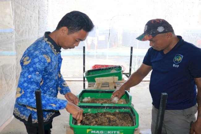 Lapas Pemuda Madiun Kembangkan Budidaya Maggot Bernilai Tinggi
