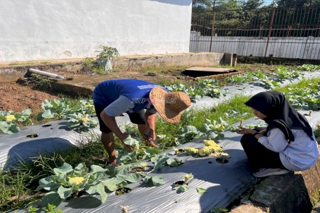 Panen Kembang Kol 20 Kg, Lapas Tanjung Wujudkan Kemandirian Pangan Warga Binaan