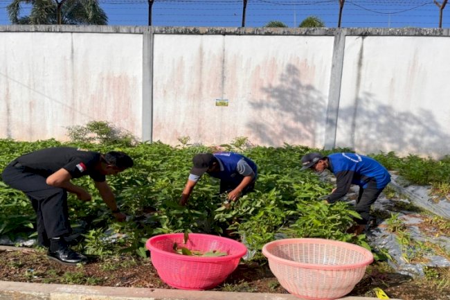Panen 20 Kg Kangkung, Lapas Tanjung Perkuat Pembinaan Kemandirian
