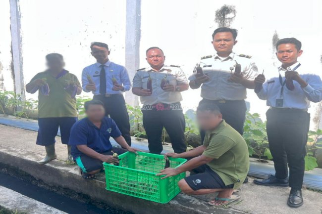 Lapas Banjarmasin Panen 15 Kg Terung, Wujud Pembinaan Produktif Warga Binaan