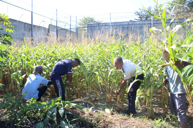 Lapas Piru Panen 500 Jagung, Bukti Pembinaan Kemandirian Warga Binaan
