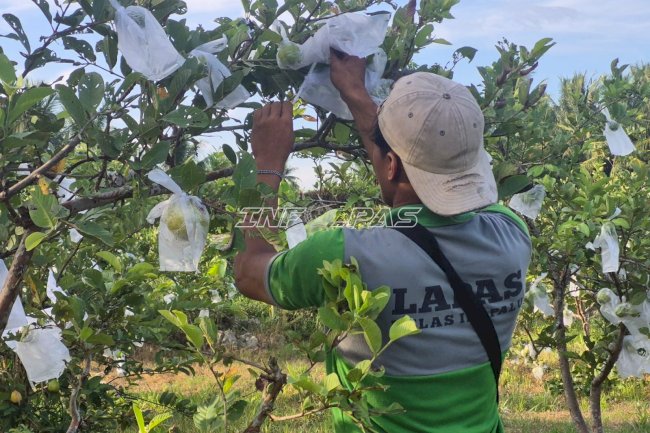 Tingkatkan Produktivitas, Lapas Palu Optimalkan Perawatan Jambu Kristal di SAE Langaleso