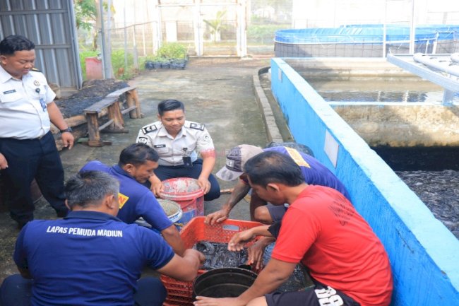 Lapas Pemuda Madiun Panen 61 Kg Ikan Lele, Dukung Ketahanan Pangan dan Kemandirian Dapur