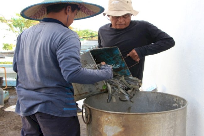 Produktif dan Mandiri, Lapas Kelas I Madiun Kembali Panen Ribuan Lele 
