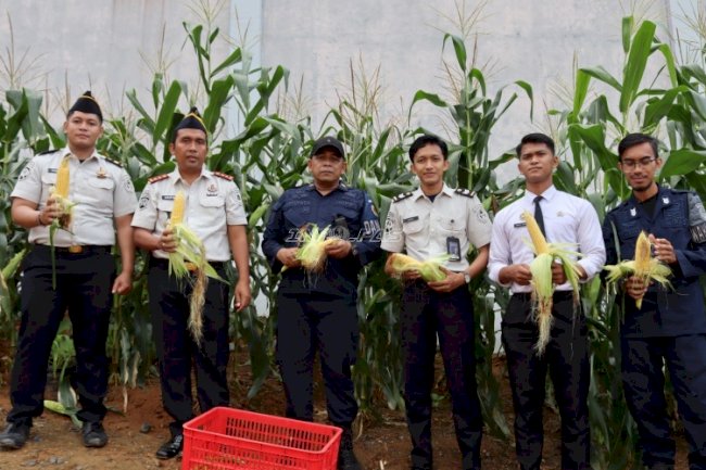 Dari Lahan Pembinaan ke Hasil Nyata, Lapas Batulicin Panen 25 Kg Jagung