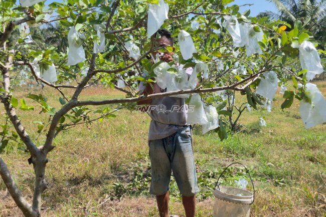 Dukung Ketahanan Pangan, Lapas Palu Kembali Panen 48 Kg Jagung dan 15 Kg Jambu Kristal