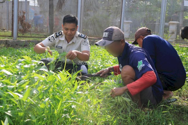 Lapas Pemuda Madiun Panen 43 Kg Kangkung, Bukti Konsistensi Pembinaan Kemandirian