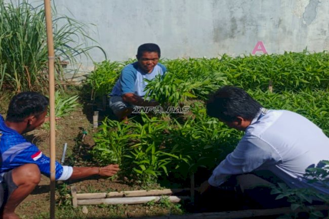 Produktif dan Mandiri, Rutan Majene Sukses Panen 10 Kg Kangkung 