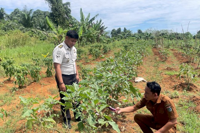 Panen Bersama, Lapas Batulicin dan Desa Saring Sei Bubu Perkuat Program Desa Binaan