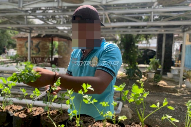 Panen Seledri di Lahan Terbatas SAE, Rutan Rantau Perkuat Pembinaan Kemandirian