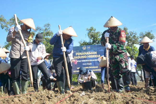 Tanam Jagung Hibrida, Lapas Terbuka Kendal Optimalkan Lahan untuk Ketahanan Pangan