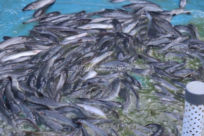 Pembinaan Produktif, Lapas Batulicin Panen 8 Kg Lele