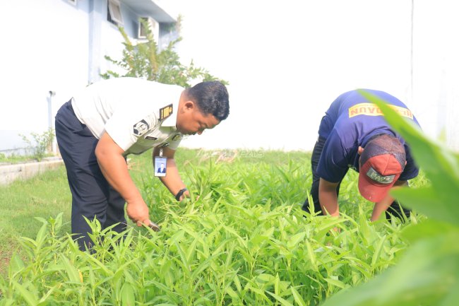 Kemandirian Nyata, Lapas Pemuda Madiun Panen 40 Kg Kangkung