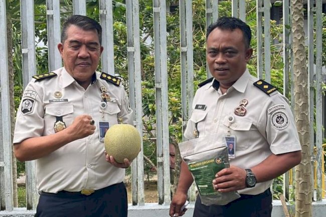 Bokashi Lapas Pangkalpinang Hasilkan 30 Kg Melon Madu dari Lahan Terbatas
