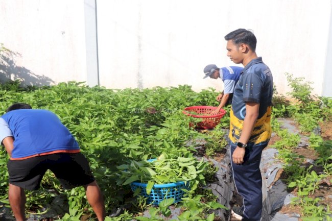 Lapas Tanjung Optimalkan Lahan Pertanian Warga Binaan, Hasilkan 18 Kg Kangkung