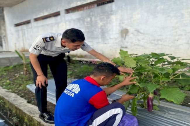 Lapas Banjarmasin Panen Terong, Pembinaan Kemandirian Warga Binaan Berbuah Produktivitas