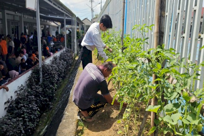 Lapas Pangkalpinang Sulap Area Kunjungan Jadi Kebun Tomat