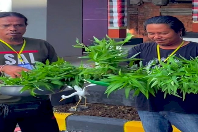 Klien Bapas Denpasar Panen Kangkung dalam Program Kemandirian 