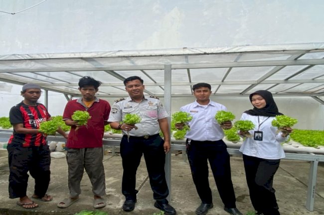 Warga Binaan Lapas Palu Panen 100 Bungkus Sayur Selada Segar