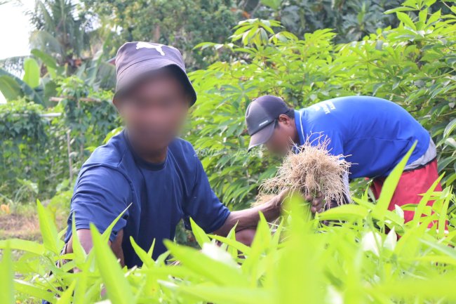 Panen 25 Ikat Kangkung, Lapas Ambon Buktikan Pembinaan lewat Hasil Nyata