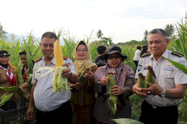 Kanwil Ditjenpas Sulteng Dorong Pembinaan Produktif lewat Panen 2.000 Jagung di Lapas Perempuan Palu