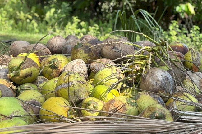 Rutan Majene Panen 2.800 Kelapa di Lahan SAE, Perkuat Pembinaan Kemandirian
