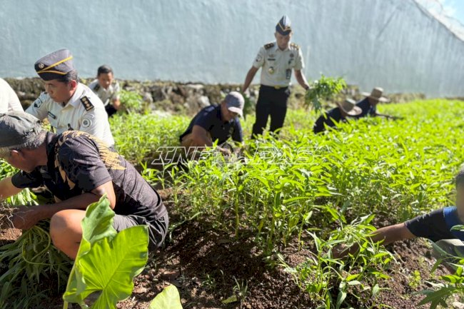 Kian Produktif, Lapas Narkotika Karang Intan Panen 103 Kg Kangkung di SAE 1