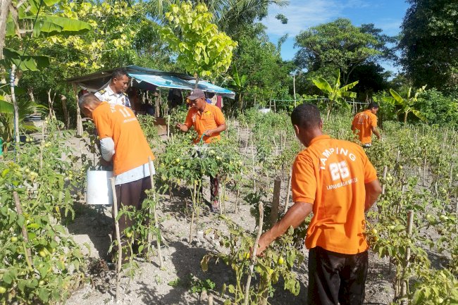 Panen 20 Kg Tomat, Lapas Namlea Tunjukkan Hasil Pembinaan Produktif