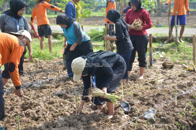 Lapas Terbuka Kendal Tanam 1.000 Sereh Hijau, Dorong Pembinaan Kemandirian Warga Binaan