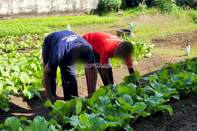Panen 26 Kg Sawi, Lapas Tual Perkuat Ketahanan Pangan dan Pembinaan Warga Binaan