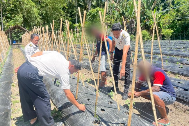 Warga Binaan Lapas Wahai Tekuni Budidaya Buncis dan Tomat untuk Bekal Kemandirian