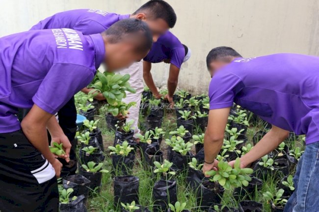 Bersama Lembaga ADAB, Anak Binaan LPKA Ambon Panen Sayuran