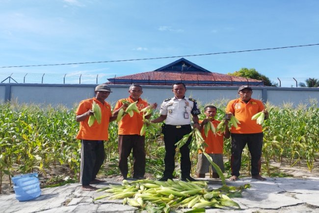 Panen Lagi, Lapas Namlea Petik Ribuan Jagung Pulut