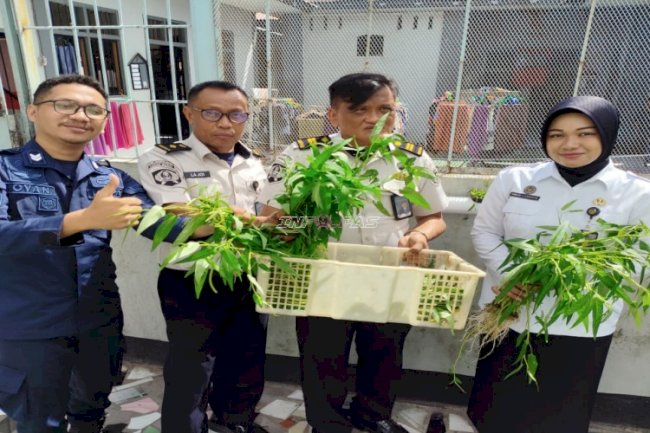 Panen Kangkung Hidroponik di Area Pintu Steril, Lapas Wahai Maksimalkan Lahan Terbatas