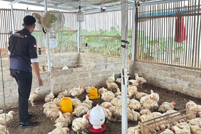 Pembinaan Produktif di Lapas Batulicin Berbuah Panen 255 Kilogram Ayam